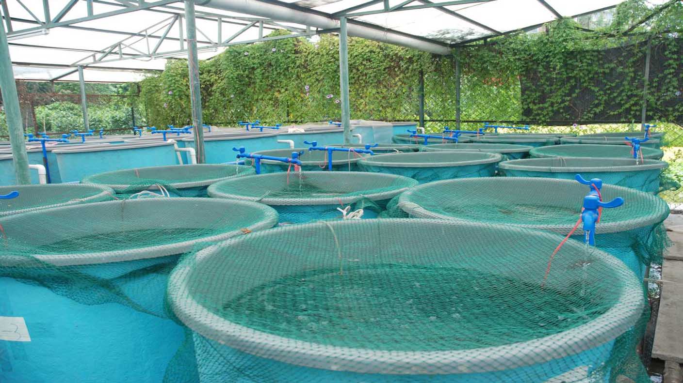 Magnesium sulfate (Epsom salt) used in aquaculture